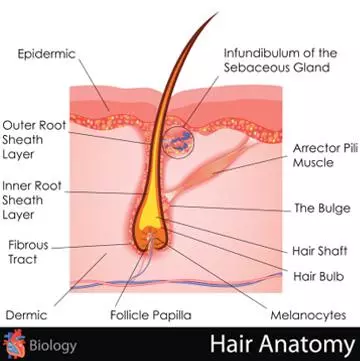 anatomy of hair follicle